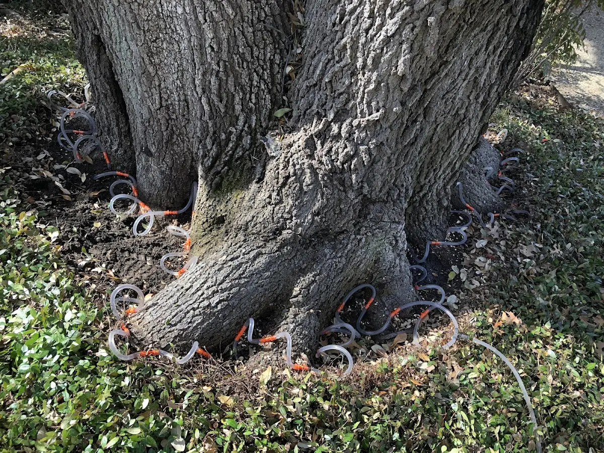 Detailed Tree Cabling and Bracing job site in Pittsboro