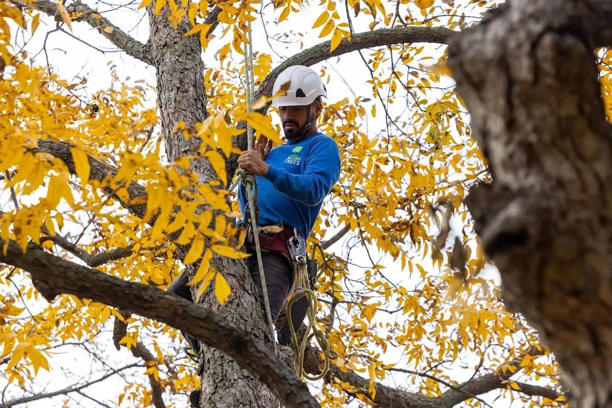 Skilled Tree Trimming crew working in Pittsboro